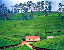 Sri Lanka, Sdasien-Expeditionen: Wolkenmdchen, Hochland und Dschungel - die Teeplantagen Sri Lankas